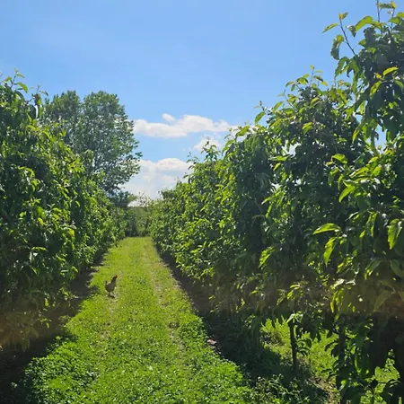 Pensión Apple Tree *