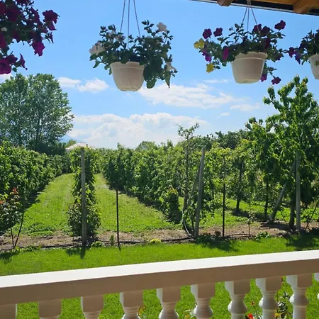 Apple Tree